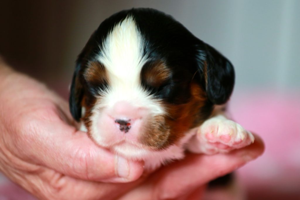 chiot Cavalier King Charles Spaniel De La Vallée Du Montois