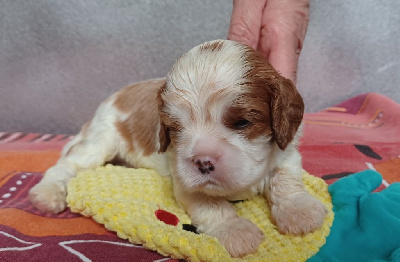 De La Vallée Du Montois - Cavalier King Charles Spaniel - Portée née le 02/10/2023