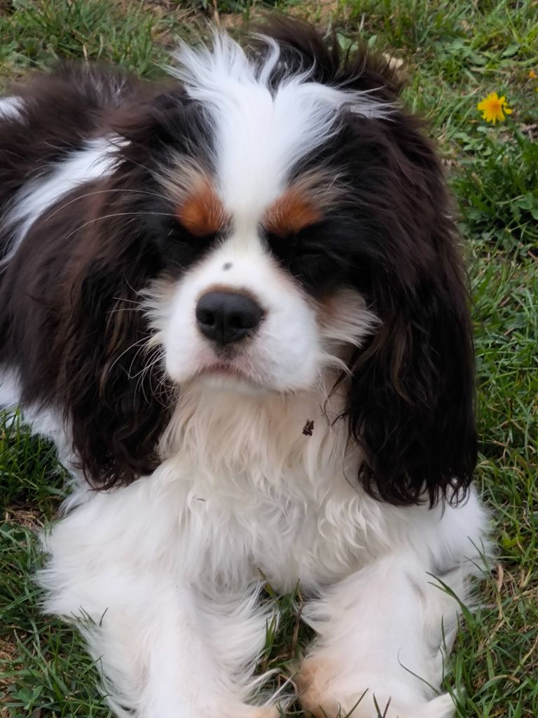 Amor amor Du Mas De Dixie