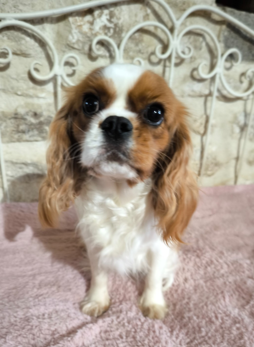 VODKA  Du clos kemorick